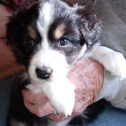 Australian Shepherd Puppies from Desert Moon Aussies