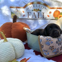 Green collar - Chocolate male Labrador Retriever puppy in Cortez, Colorado from Aloha Lab Pups of SW Colorado