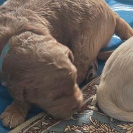 Hugo - Apricot male Goldendoodle puppy in Red Oak, Iowa from Fisher Pups-Stay Golden with a Doodle