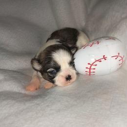 Burtton - Gold and white male Shih Tzu puppy in Arcadia, Florida from Kitsune Cuddles and kisses