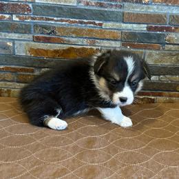 Girl 1 - Black and tan female Pembroke Welsh Corgi puppy in Visalia, California from VIP Stables