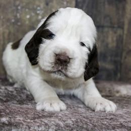 Kingston - White and liver male English Springer Spaniel puppy in Winchester, Kentucky from Hidden Springs Farm