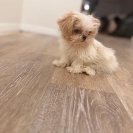 Ozzy - Cream and white male Shih Tzu puppy in Monrovia, California from Sunrise Shihtzu Blossom
