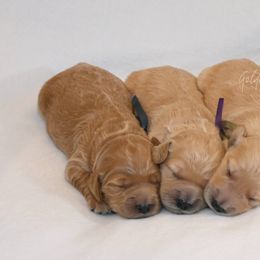 Goldendoodle Puppies from Golden Meadow Farmstead