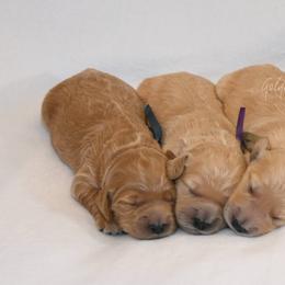 Goldendoodle Puppies from Golden Meadow Farmstead