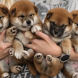 Shiba Inu Puppies from Diwasou