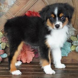 Girl 2 - Black tri female Miniature Australian Shepherd puppy in Lawton, Oklahoma from Lindsey’s Aussies