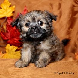 Lydia - Sable female Mi-Ki puppy in Elizabeth, Colorado from Royal T Mi-Kis