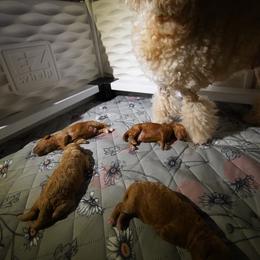 Poodle Puppies from Merrily Miniature Poodles