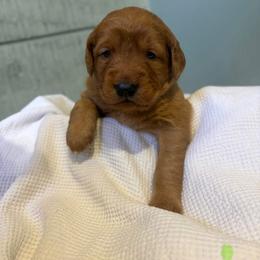 Sprite - Dark golden female Golden Retriever puppy in Maysville, North Carolina from Gold Rush Retrievers