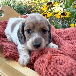 Nala - Dapple female Dachshund puppy in Chillicothe, Ohio from Brittney's Doxie Den