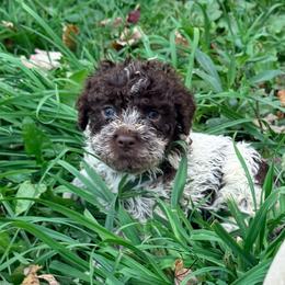 Gerbera Daisy (Green collar) - Brown female Lagotto Romagnolo puppy in Ashland, Ohio from SS Australian Shepherds