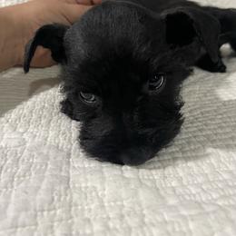 Zoey - Black female Miniature Schnauzer puppy in San Diego, California from KMS-Miniature Schnauzers