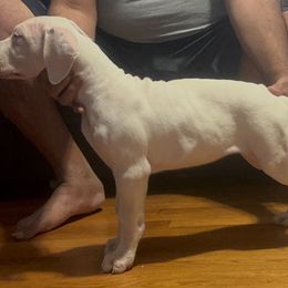 Girl 2 - female Dogo Argentino puppy in New York from La Historia Dogo