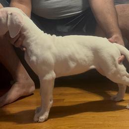 Girl 2 - female Dogo Argentino puppy in New York from La Historia Dogo