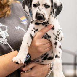 Fire - White and black female Dalmatian puppy in Cleveland, Texas from Arrowhead Dalmatians