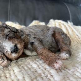 Dixie - Merle female Goldendoodle puppy in Ottawa, Ohio from Simply Beautiful Goldendoodles