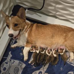 Pembroke Welsh Corgi puppies from Space Coast Corgi
