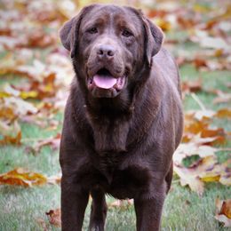 Mocha - Labrador Retriever