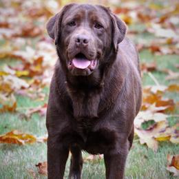 Mocha - Labrador Retriever