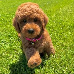 Pink - Red  female Goldendoodle puppy in Caldwell, Idaho from Idaho Mini Doodles