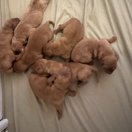 Girl 6 - Yellow female Labrador Retriever puppy in Wardensville, West Virginia from Sager’s Labrador Puppies