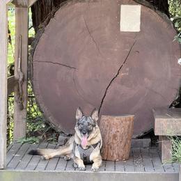 Shelby - Sable female German Shepherd puppy in Oakland, Oregon from VHM German Shepherds