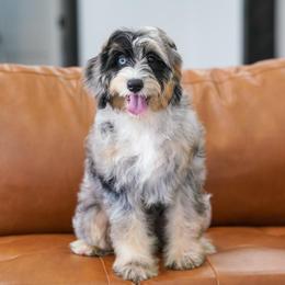 Doona (socialization program grad) - Blue merle female Bernedoodle puppy in Dundee, Ohio from Down Home Doodle