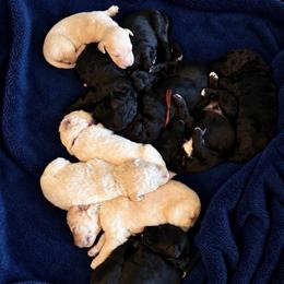 Female 3 - Parti female Goldendoodle puppy in Rainier, Washington from Hanson’s NW Goldens & Doodles