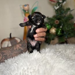 Coco - Chocolate female Shih Tzu puppy in Phoenix, Arizona from Spoiled Shih Tzu