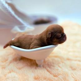 Daphne (brown) Chocolate - Liver female Shih Tzu puppy in Richmond, Texas from Aleka Shih Tzu