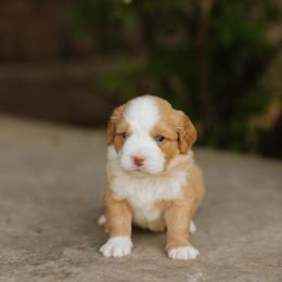 Halsey MICRO - male Australian Mountain Doodle puppy in Dalton, Ohio from Haven Doodles