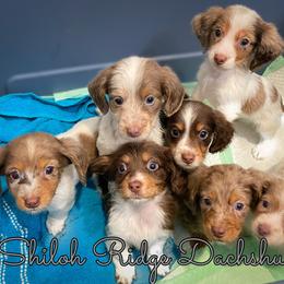 Dachshund Puppies from Shiloh Ridge Dachshunds