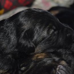 German Shepherd Puppies from Import German Shepherds of Kansas