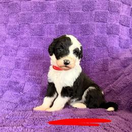 Red - Black and white female Sheepadoodle puppy in Prairie Du Chien, Wisconsin from Hicklin Hollow Ranch