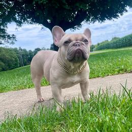 Paris - French Bulldog