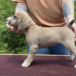 Mountain Cur Puppies from Walnut Ridge Mountain Curs