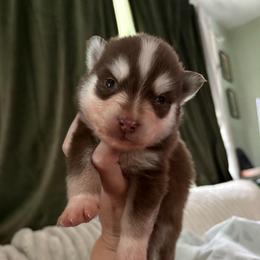 Pyro - Chocolate male Pomsky puppy in Valparaiso, Indiana from Valparaiso Pomskys