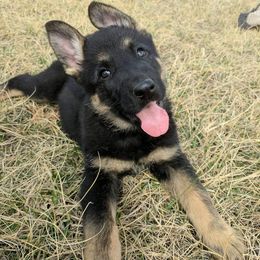 German Shepherd Puppies from Von Hartwin Kennels