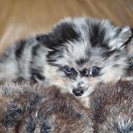 Hunnibunnies cupid - Blue merle male Pomeranian puppy in Cleveland, Ohio from Hunnibunnies