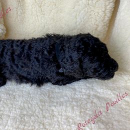 Poodle Puppies from Rosegold Poodles