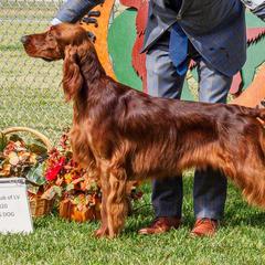 Irish Setters from Sugar Stop Irish Setters