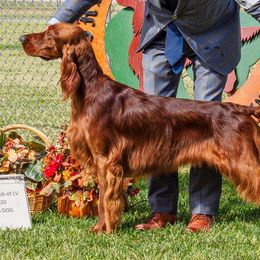 Irish Setters from Sugar Stop Irish Setters