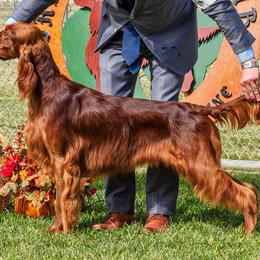 Irish Setters from Sugar Stop Irish Setters