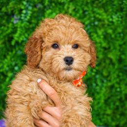 Koda - Cream male Goldendoodle puppy in Brandon, Florida from Murphys Doodles