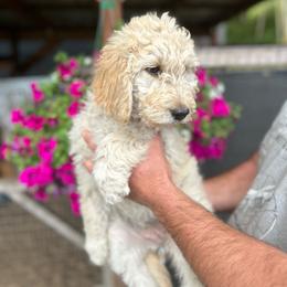 F1 Goldendoodle Pink collar - Cream female Goldendoodle puppy in Rainier, Washington from Hanson’s NW Goldens & Doodles