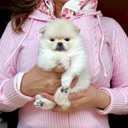 Dior - White male Pomeranian puppy in Irvine, California from Bon Bon Poms