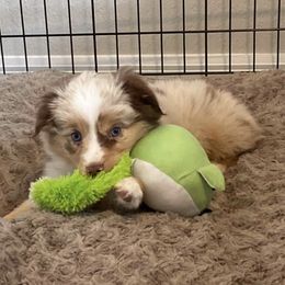 Miniature Australian Shepherds from Five Arrows Mini Aussies