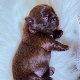 Lainey Chocolate - Liver female Shih Tzu puppy in Richmond, Texas from Aleka Shih Tzu