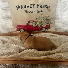 Black Collar Male - Yellow male Labrador Retriever puppy in Hurtsboro, Alabama from PARK’s Family Farm